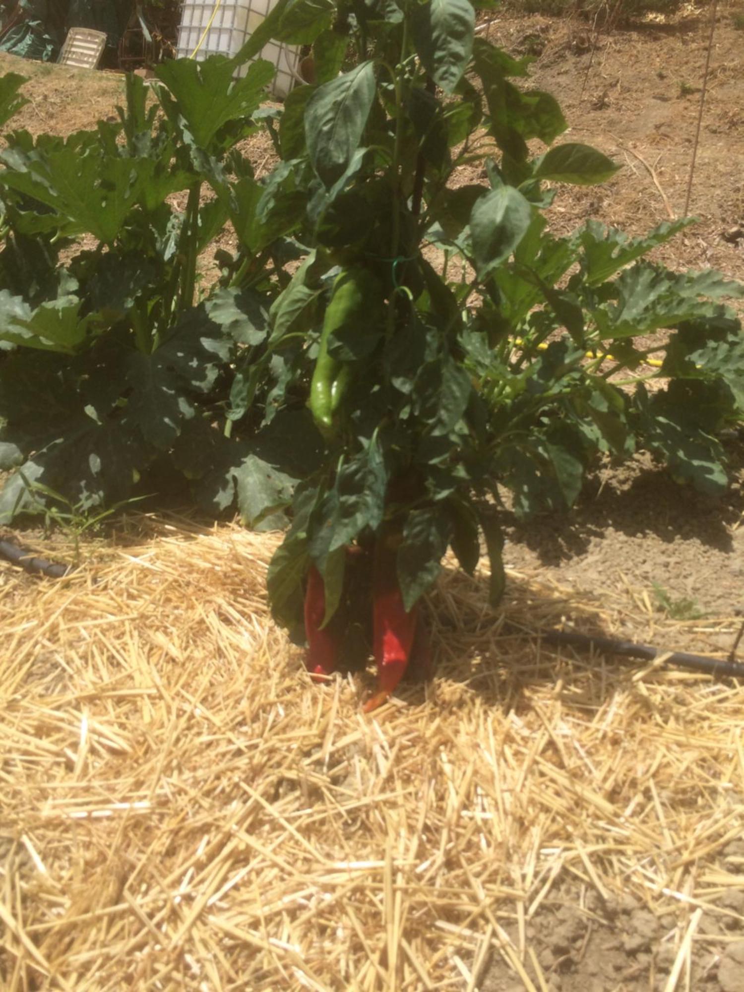 Agriturismo Cerquatonda Montalto delle Marche 外观 照片