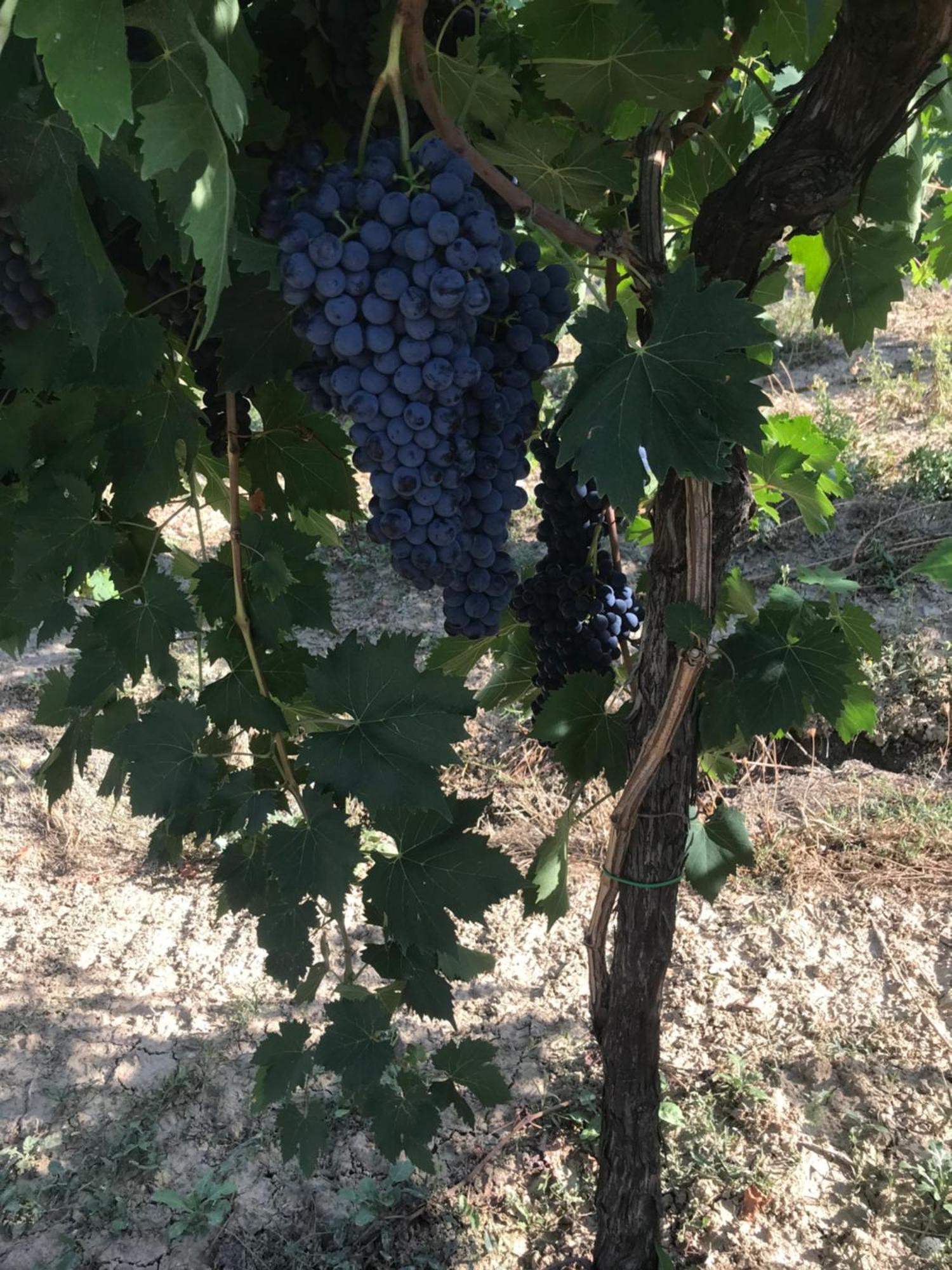 Agriturismo Cerquatonda Montalto delle Marche 外观 照片