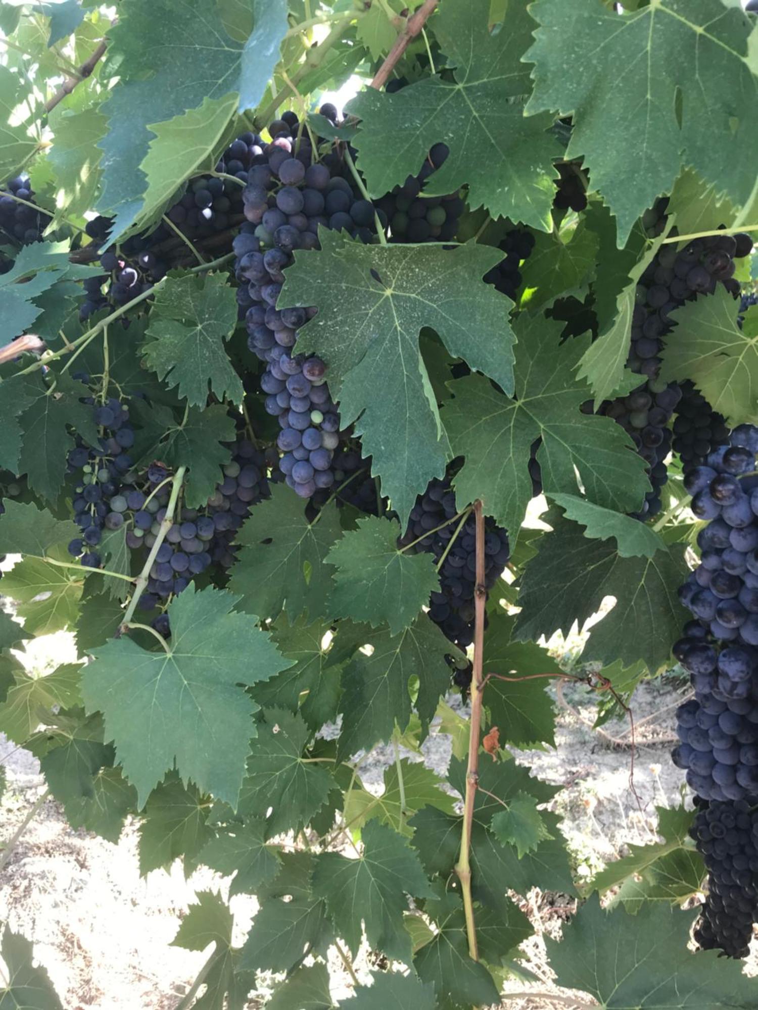 Agriturismo Cerquatonda Montalto delle Marche 外观 照片