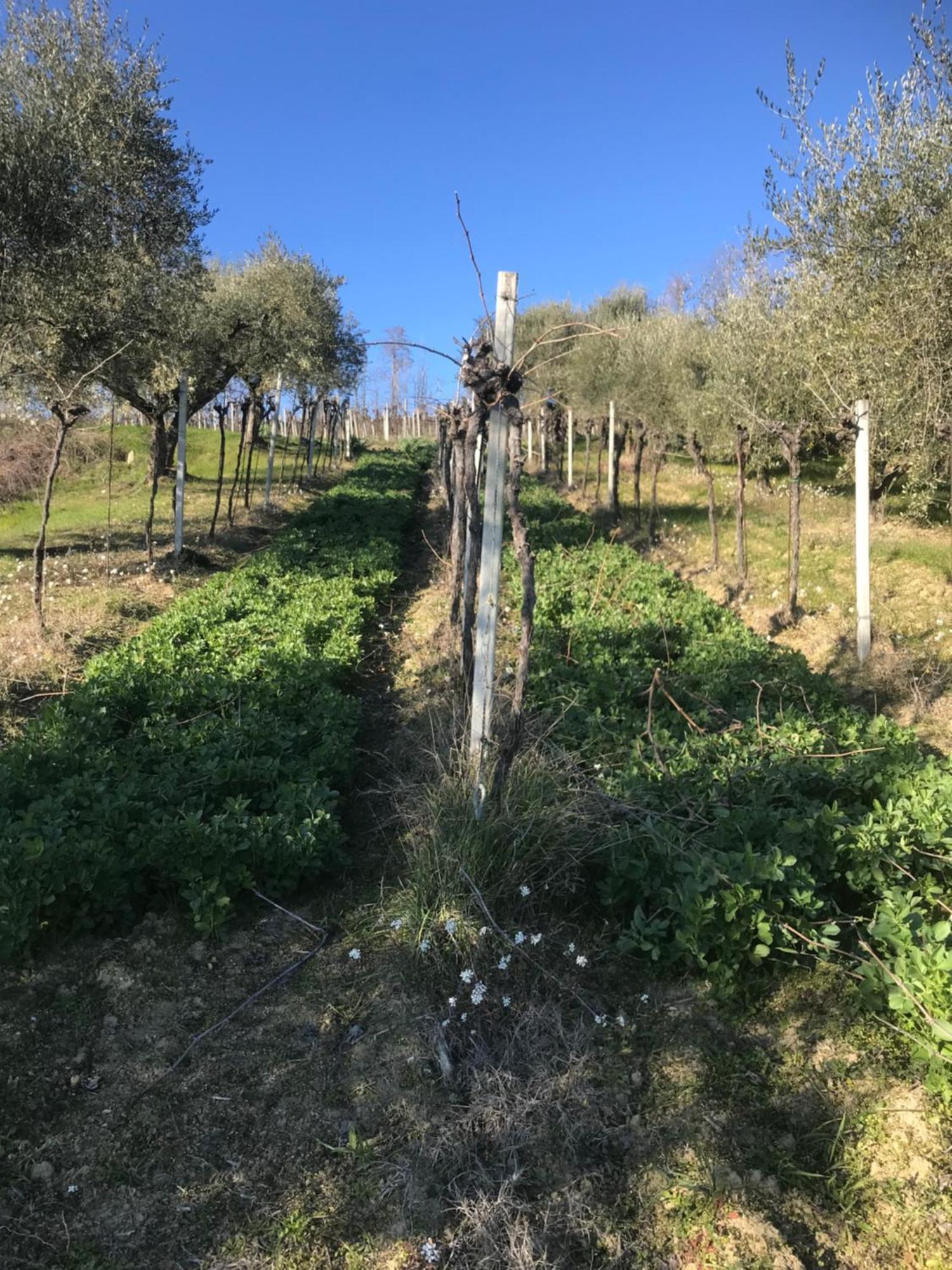Agriturismo Cerquatonda Montalto delle Marche 外观 照片