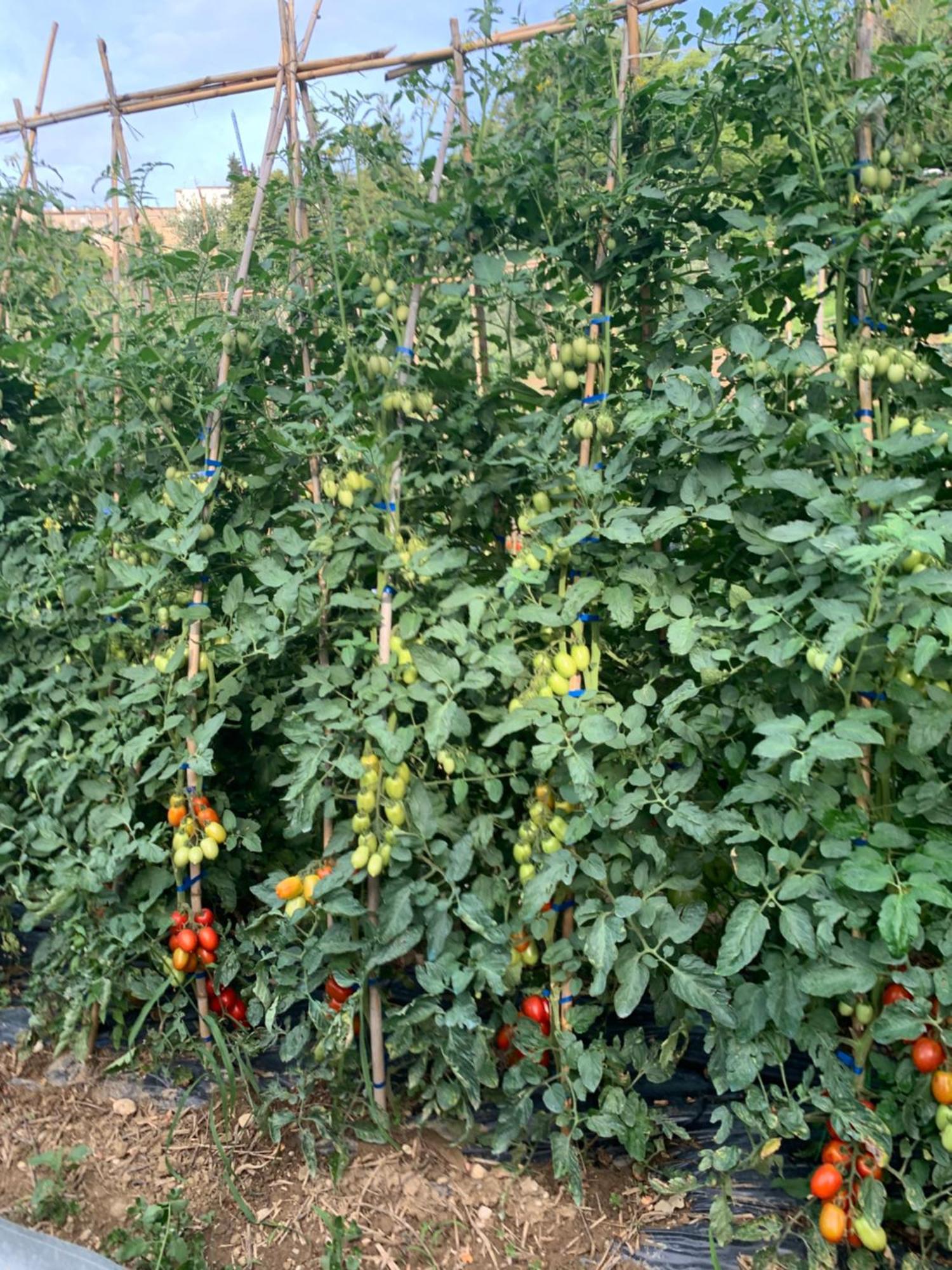 Agriturismo Cerquatonda Montalto delle Marche 外观 照片